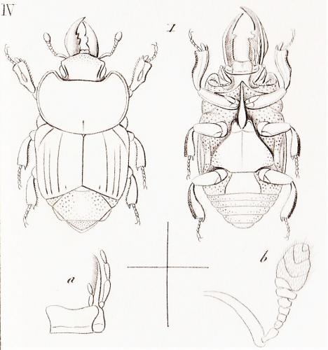 Oxysternus maximus